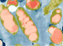 Img27.png
