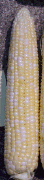 Img28.png